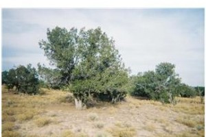 Navajo County Vacant