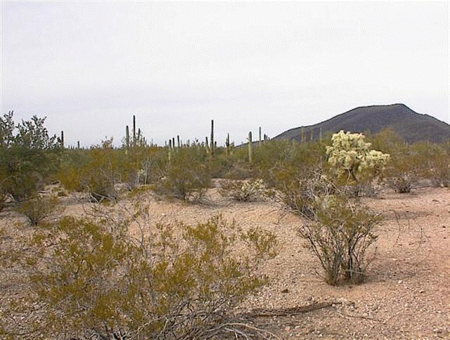 1/2 Interest in Vacant Land in Pinal County, AZ - SOLD FOR $1,000