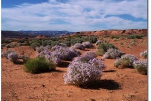 Mohave County