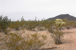 Pinal County AZ
