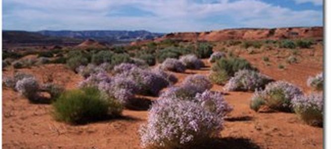 Mohave County, AZ