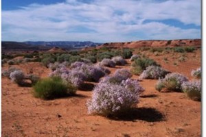 Mohave County AZ