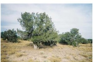 Navajo County Arizona