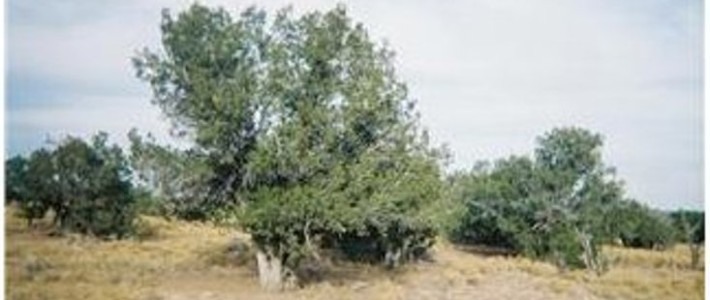 Navajo County AZ