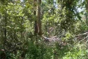 Baxter County AR